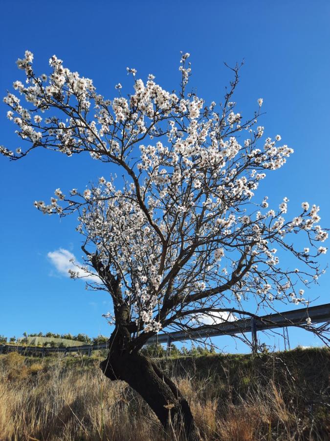 Casa La Aurora Villa Arenas  Dış mekan fotoğraf